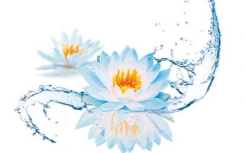 Water-Lotus